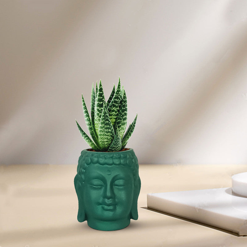 Small Buddha 3.5